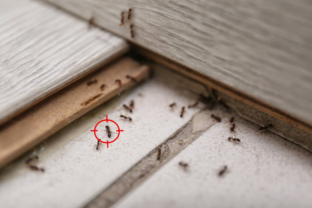 Best Pest Control for Businesses  in Dublin, CA