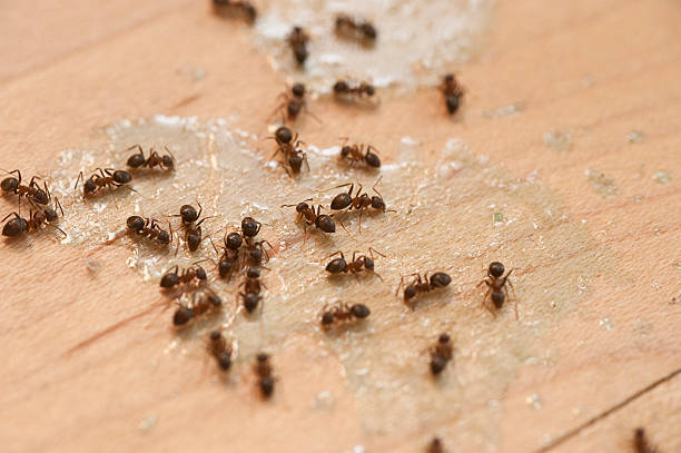 Reliable Dublin, CA Pest Control Solutions