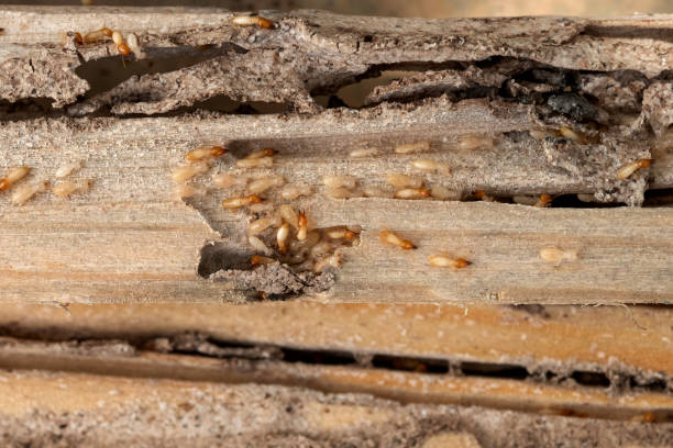 Best Mosquito Control Services  in Dublin, CA