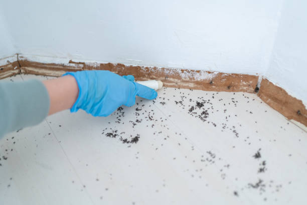 Best Pest Control Near Me  in Dublin, CA